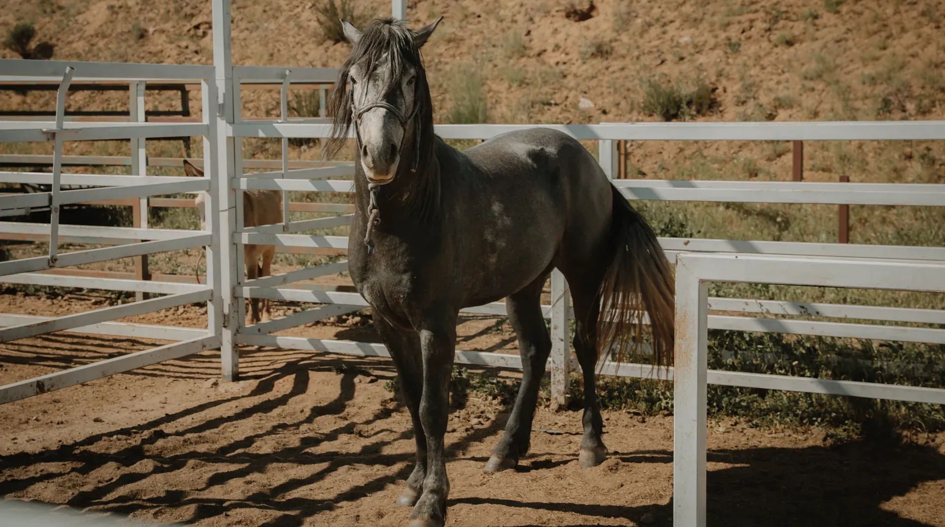 Stables