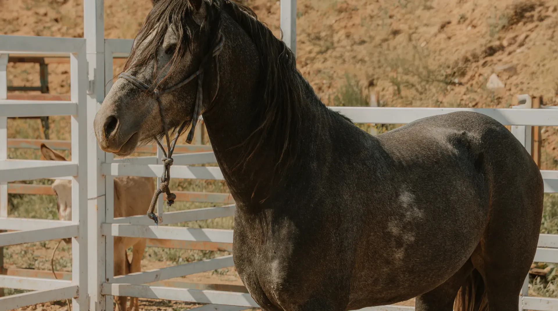 Stables
