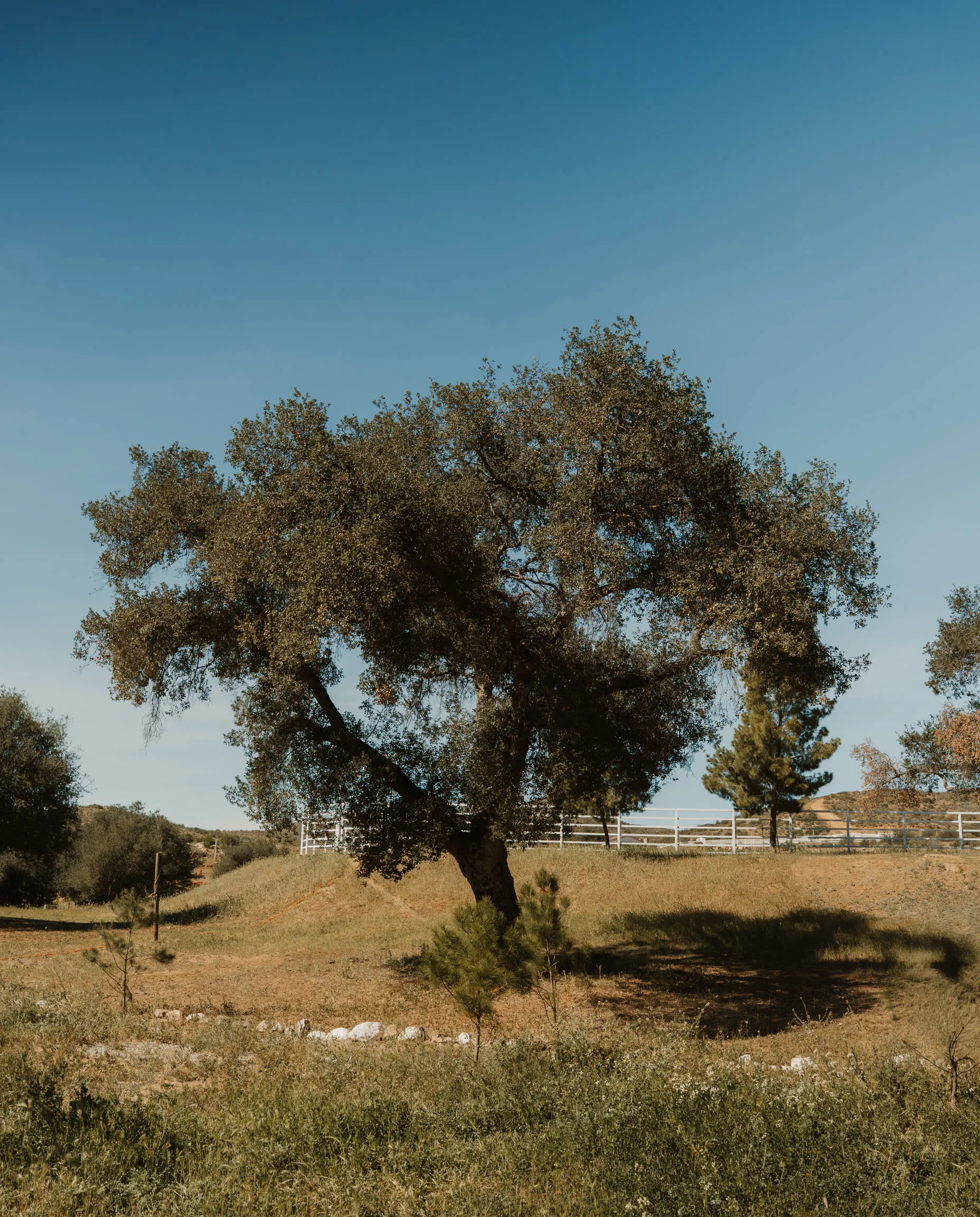 An oak beside the property's corral