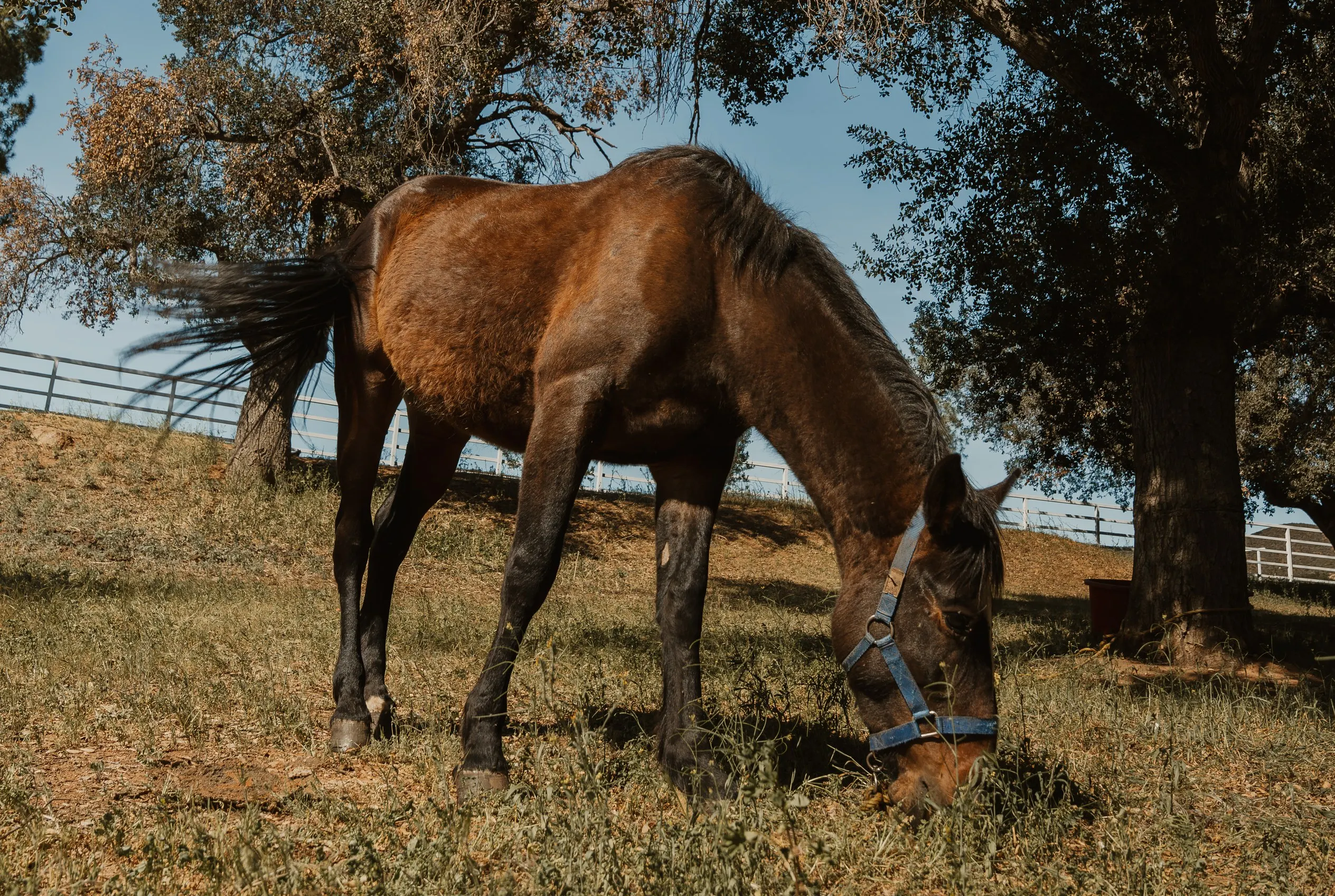 A horse grazing under an oak